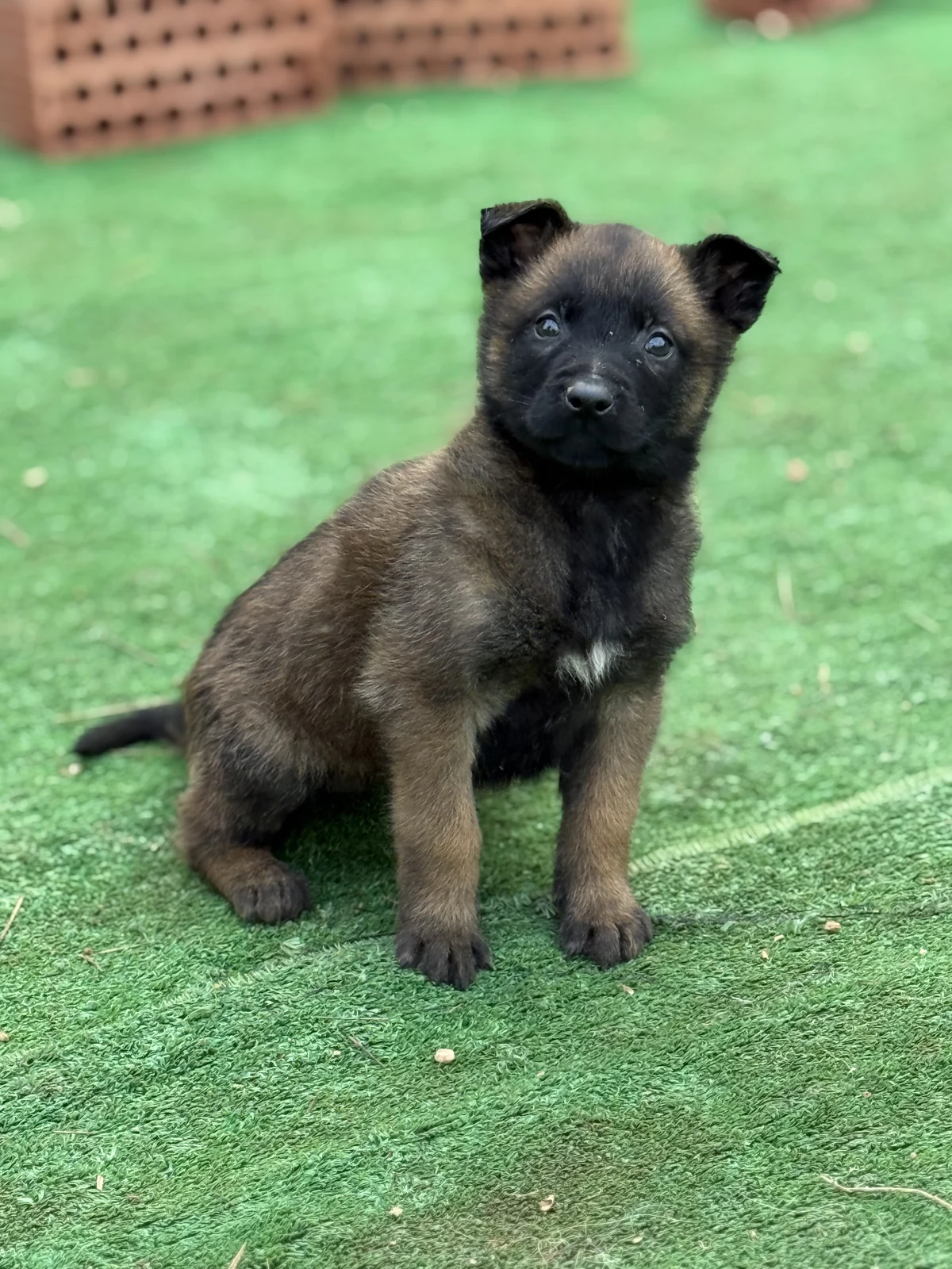 Cachorro Malinois Canespin con mirada directa, fotografiado con luz natural